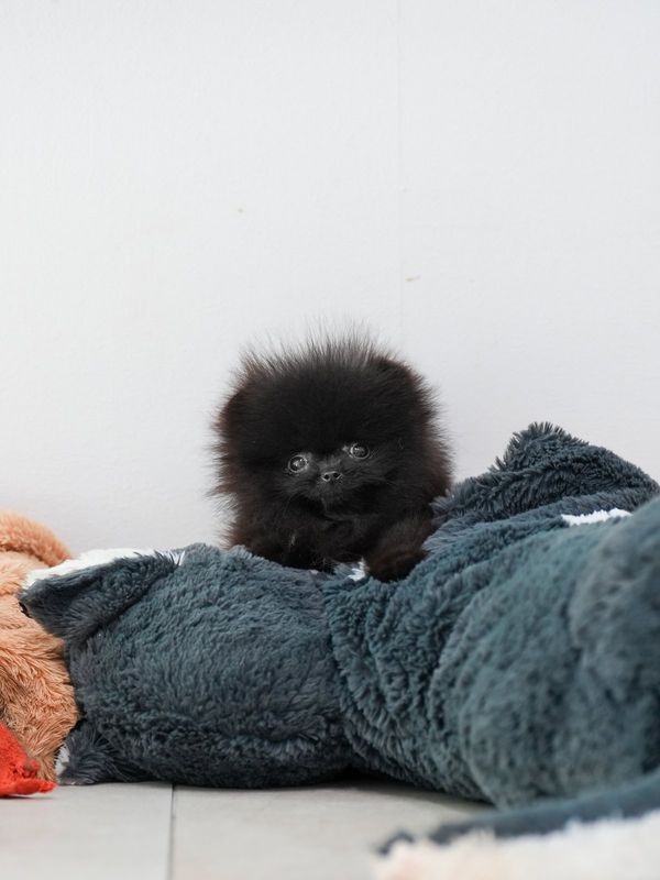 짜장