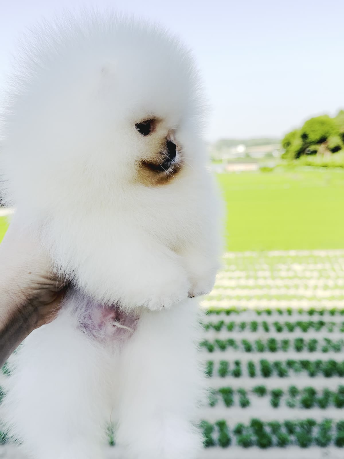 몽이